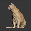Orange Tabby Cat Sitting On Black Surface With Gray Background White Tail And Reflection 3d model
