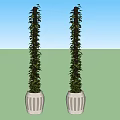 Two Potted Climbing Vines With Vertical Growth In White Decorative Pots