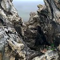Natural Weathered Wood Log Surrounded By Green Grass And Lush Plants