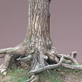 Thick Tree Trunk With Exposed Roots And Rough Bark On Grassy Ground 3d model