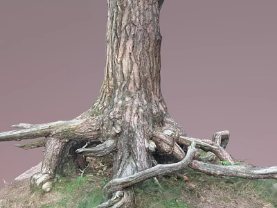 Thick Tree Trunk With Exposed Roots And Rough Bark On Grassy Ground 3d model