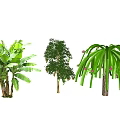Various Crop Plants Featuring Banana Trees Fruit Bearing Shrubs And Long Green Leaves