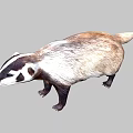 Brown And White Badger With Black Facial Markings Standing On Gray Background
