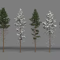 Arbor Trees With Snow Covered Foliage And Green Leaves On Brown Trunks