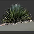 Healthy Green Agave Plant In Square Container With Colorful Pebbles Around Base