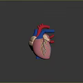 Heart Human Heart Anatomical Organs 3d model