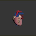 Heart Human Heart Heart Anatomical Organs 3d model