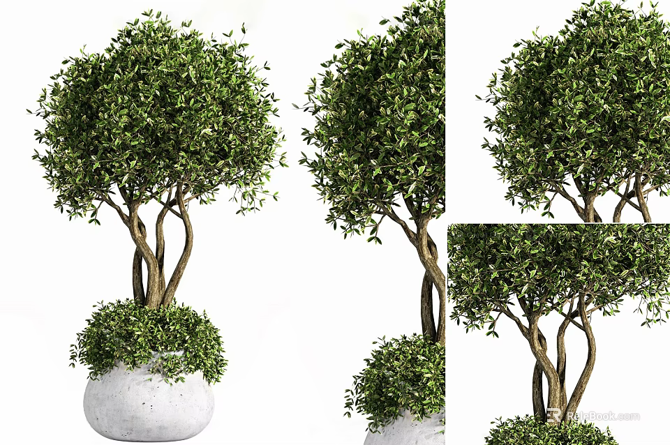 Lush Green Bonsai Plant With Dense Foliage And Twisted Branches In White Pot 3d model 