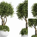 Lush Green Bonsai Plant With Dense Foliage And Twisted Branches In White Pot