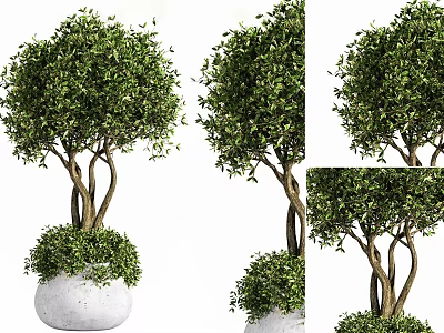 Lush Green Bonsai Plant With Dense Foliage And Twisted Branches In White Pot 3d model