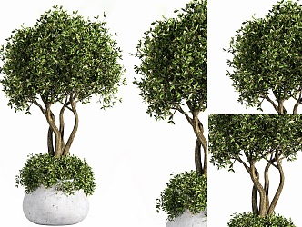 Nordic potted plants indoor potted trees outdoor cement potted plants trees potted trees green plants 3d model