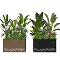 Potted Bonsai Plants in Rectangular Pots with White Dotted Patterns and Large Green Leaves 3d model