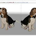 Two Adorable Beagle Puppies Sitting With Collars Looking In Different Directions