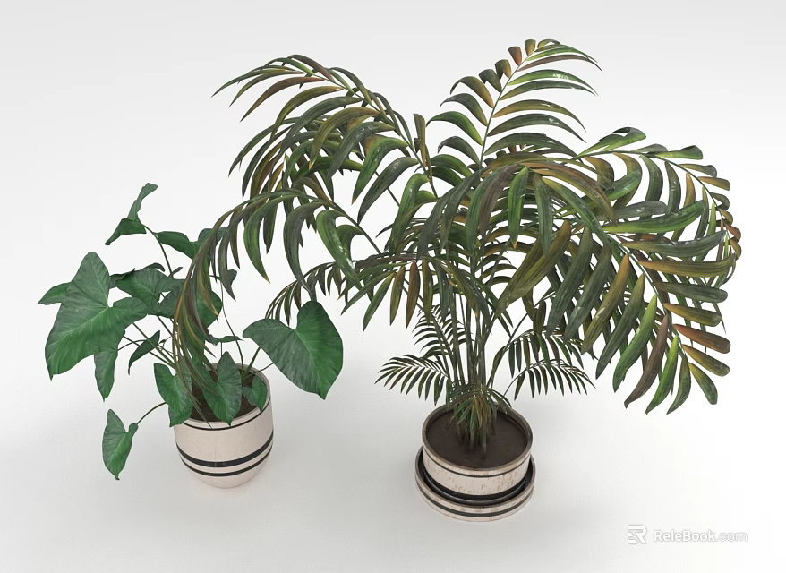 Green Potted Houseplants With Heart Shaped And Feathery Leaves In Striped Planters 3d model 