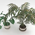 Green Potted Houseplants With Heart Shaped And Feathery Leaves In Striped Planters