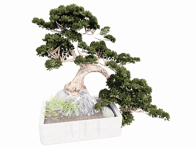 Artistic Bonsai Tree With Curved Trunk Green Foliage And Decorative Rocks In White Rectangular Pot 3d model