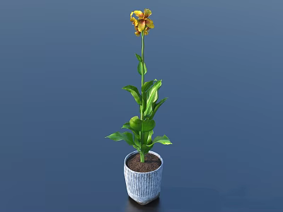 Bonsai Potted Plant With Yellow Red Flower Green Leaves White Textured Pot Dark Blue Background 3d model