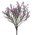 Lush Purple Flowering Shrub with Green Leaves and Brown Branches