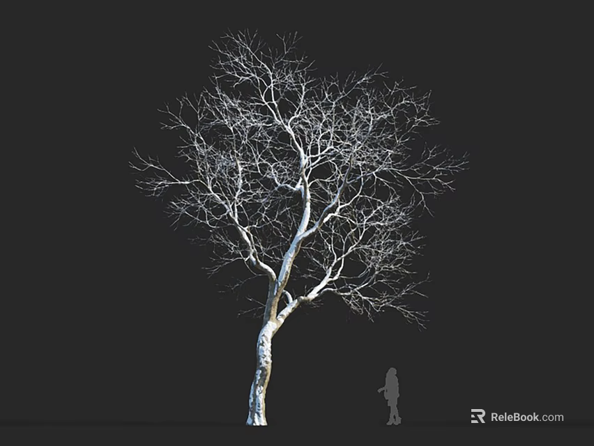 Bare Branched White Trunk Tree With Person Silhouette On Dark Background 3d model 