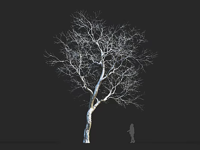 Bare Branched White Trunk Tree With Person Silhouette On Dark Background 3d model