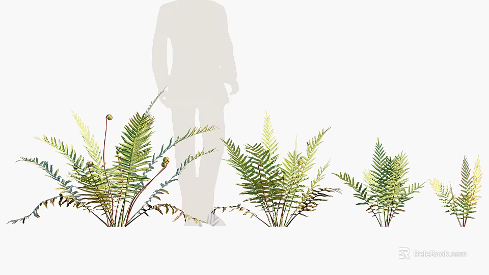 Green Decorative Fern Plants Arranged In Different Sizes With Silhouette Figure For Home Decoration 3d model 