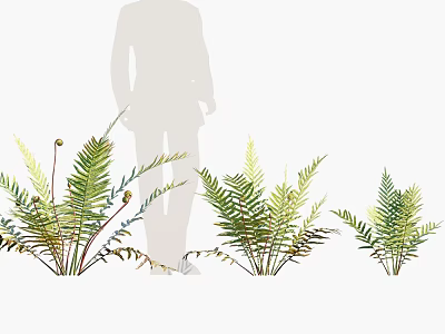 Green Decorative Fern Plants Arranged In Different Sizes With Silhouette Figure For Home Decoration 3d model
