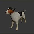 Realistic Jack Russell Terrier Dog With Black White Brown Coat Standing On Dark Background