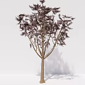 Two Arbor Trees With Dark And Red Leaves Displaying Vibrant Foliage In White Background