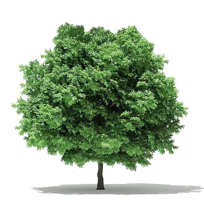 The Modern Tree 3d model
