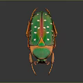 Vibrant Green and Orange Beetle With White Spots On Shiny Exoskeleton
