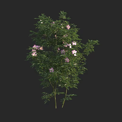 Lush Green Shrub With Vibrant Pink Flowers And Dense Foliage 3d model