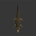 Modern crocodile Alligator Nile crocodile 3d model