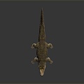 Modern crocodile Alligator Nile crocodile 3d model