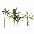 Tropical Plant Combination With Lush Green Leaves And Varied Trunk Heights