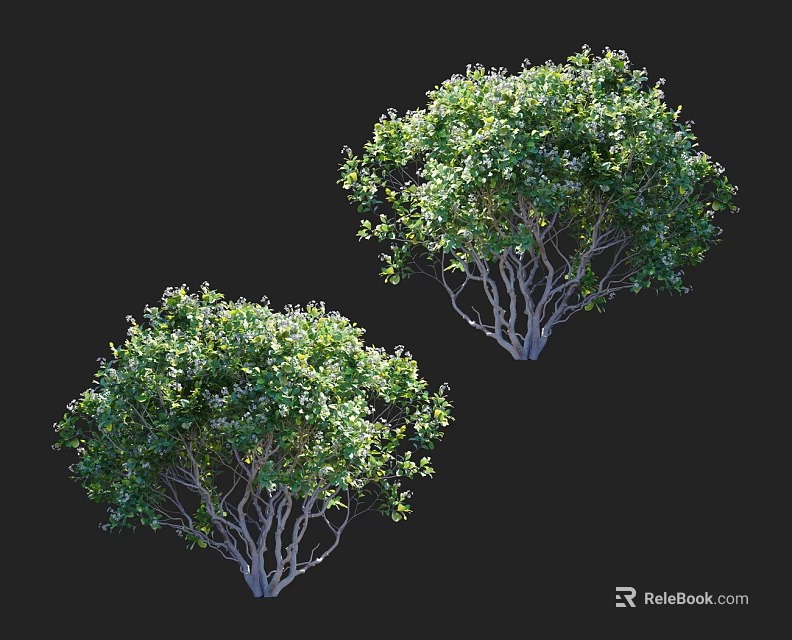 Arbor with Lush Green Foliage Natural Branch Structure and Healthy Growth 3d model 