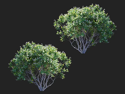 Arbor with Lush Green Foliage Natural Branch Structure and Healthy Growth 3d model