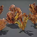 Colorful Aquatic Plants With Feathery Fronds And Vibrant Red Yellow Brown Tones