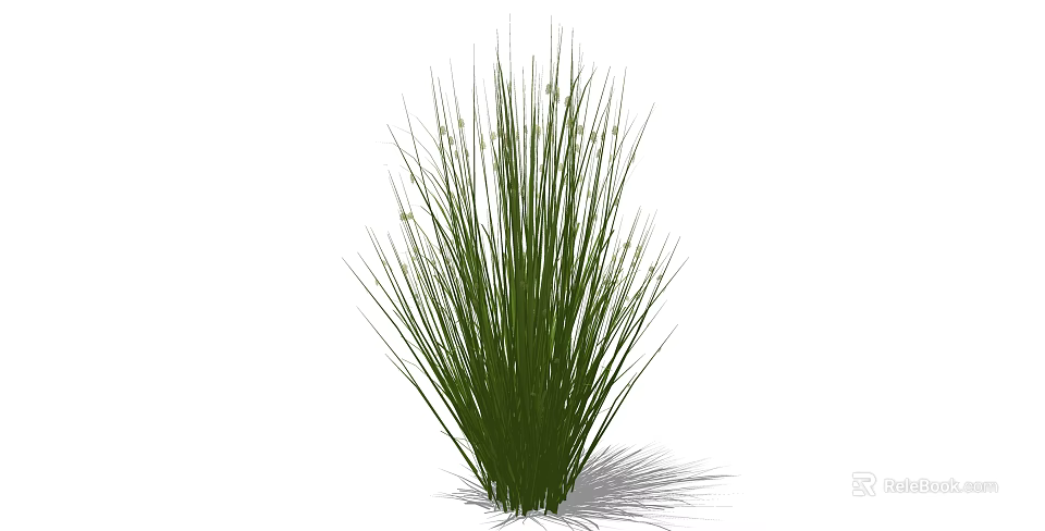 Green Grass Plant with Tall Slender Leaves in Clumping Growth Form Isolated on White Background 3d model 