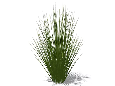Green Grass Plant with Tall Slender Leaves in Clumping Growth Form Isolated on White Background 3d model
