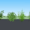 Bamboo Clusters Of Various Heights Under Blue Sky With Fluffy Clouds 3d model