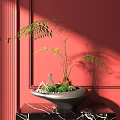 Bonsai Potted Plant with Green Foliage on Black Marble Table Against Red Wall