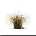 Ornamental Grass Plant with Yellow and Orange Foliage on Black Background