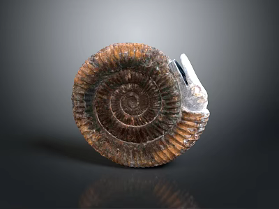 Well Preserved Extinct Ammonite Fossil Marine Animal With Spiral Shell Structure And Detailed Texture 3d model