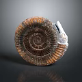 Well Preserved Extinct Ammonite Fossil Marine Animal With Spiral Shell Structure And Detailed Texture