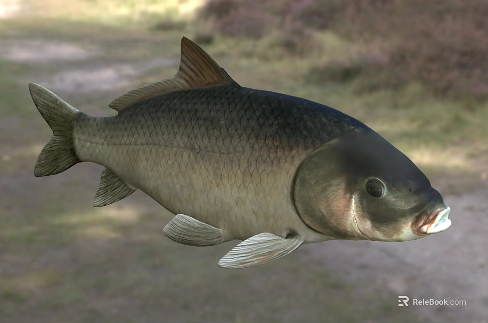 Grayish Brown Freshwater Fish With Scales Fins And Natural Aquatic Habitat 3d model 