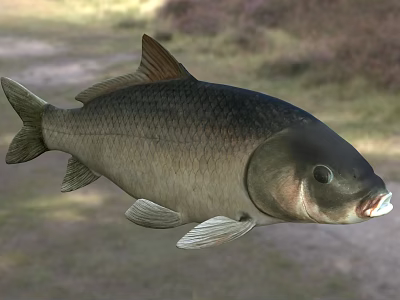 Grayish Brown Freshwater Fish With Scales Fins And Natural Aquatic Habitat 3d model