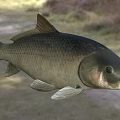 Grayish Brown Freshwater Fish With Scales Fins And Natural Aquatic Habitat