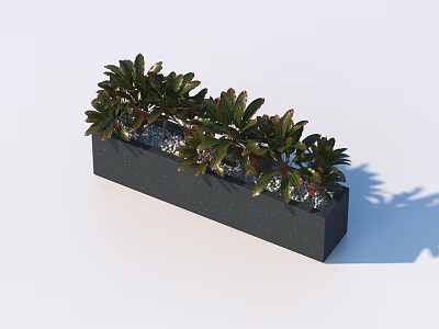 Bonsai Potted Plant in Long Black Planter with Green Red Edge Leaves and Small Pebbles 3d model