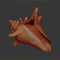 Close Up View Of Marine Animal Conch Shell With Orange Tan Texture And Smooth Reflection
