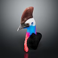 Cassowary Head Isolated With Brown Casque Blue And Red Neck On Dark Background